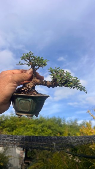 BONSAI SHOHIN OLMO JAPONES NIRE KEYAKI