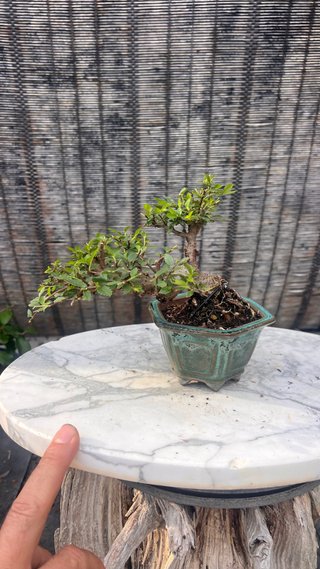 BONSAI SHOHIN OLMO JAPONES NIRE KEYAKI