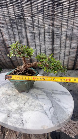 BONSAI SHOHIN OLMO JAPONES NIRE KEYAKI