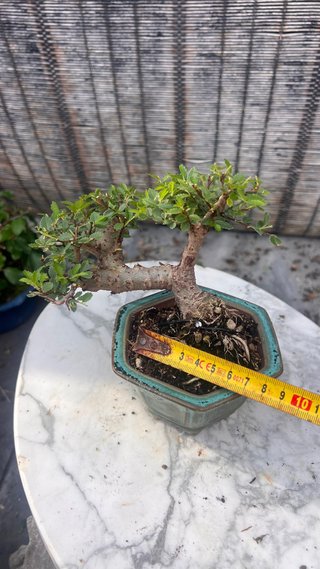 BONSAI SHOHIN OLMO JAPONES NIRE KEYAKI