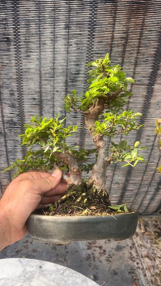 BONSAI SHOHIN OLMO JAPONES NIRE KEYAKI