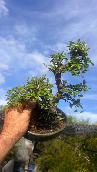 BONSAI SHOHIN OLMO JAPONES NIRE KEYAKI