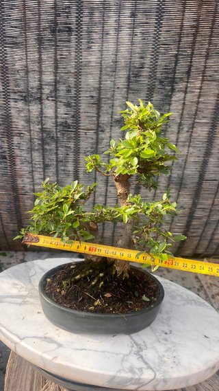 BONSAI SHOHIN OLMO JAPONES NIRE KEYAKI
