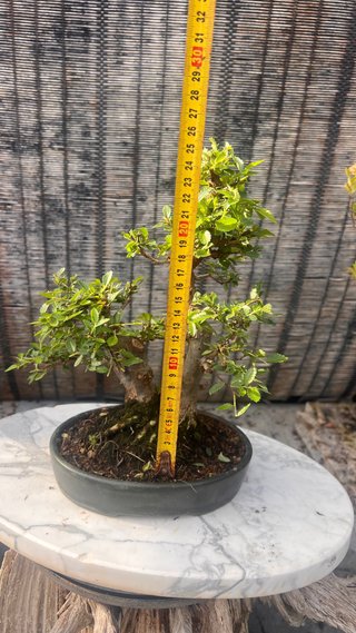 BONSAI SHOHIN OLMO JAPONES NIRE KEYAKI