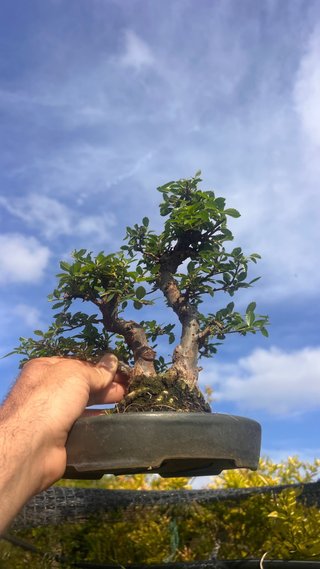 BONSAI SHOHIN OLMO JAPONES NIRE KEYAKI