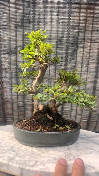 BONSAI SHOHIN OLMO JAPONES NIRE KEYAKI