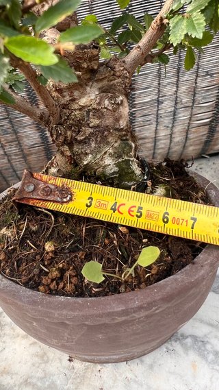 BONSAI SHOHIN OLMO JAPONES NIRE KEYAKI