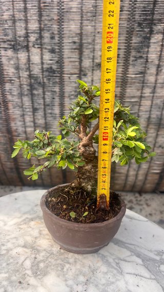 BONSAI SHOHIN OLMO JAPONES NIRE KEYAKI