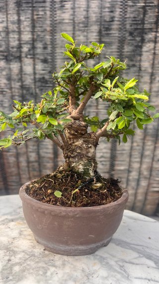 BONSAI SHOHIN OLMO JAPONES NIRE KEYAKI