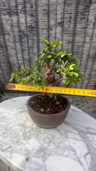 BONSAI SHOHIN OLMO JAPONES NIRE KEYAKI