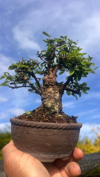 BONSAI SHOHIN OLMO JAPONES NIRE KEYAKI