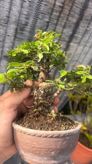 BONSAI SHOHIN OLMO JAPONES NIRE KEYAKI