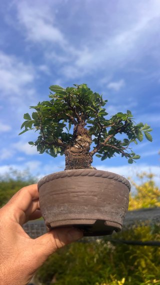 BONSAI SHOHIN OLMO JAPONES NIRE KEYAKI