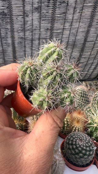 BONSAI MINI CACTUS VARIADOS MINIMO 5 unidades 15€