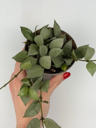 Hoya Krohniana Eskimo