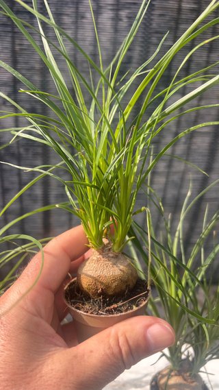 BONSAI MINI PATA DE ELEFANTE/ BEAUCARNEA RECURVATA