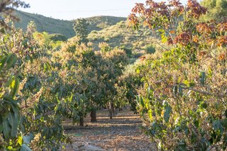 Casa rural en venta en Benajarafe – Almayate en Vélez-Málaga