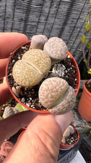 BONSAI MINI PIEDRAS VIVAS LITHOPS / PLANTA PIEDRA