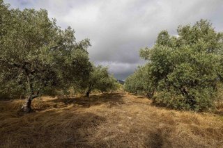 Casa rural en venta en Bullas