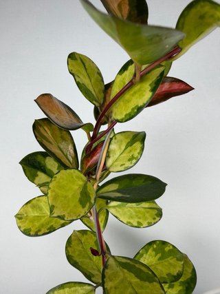 Hoya Australis Lisa - Taglia L
