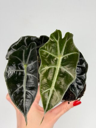 Alocasia Bambino 'Arrow Curly'