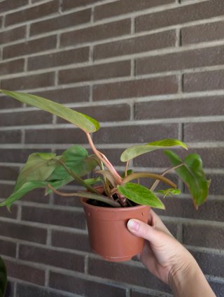 Philodendron Painted Lady