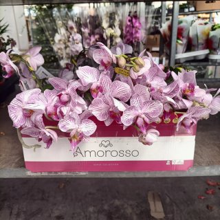 Orchidea Amorosso Vaso Ceramica Rosa