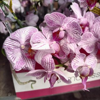 Orchidea Amorosso Vaso Ceramica Rosa