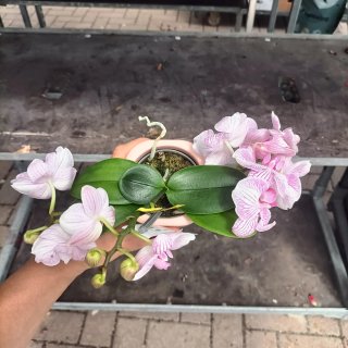 Orchidea Amorosso Vaso Ceramica Rosa