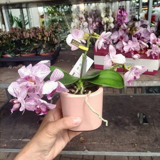 Orchidea Amorosso Vaso Ceramica Rosa