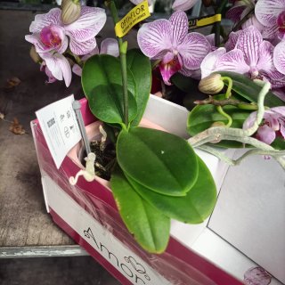 Orchidea Amorosso Vaso Ceramica Rosa