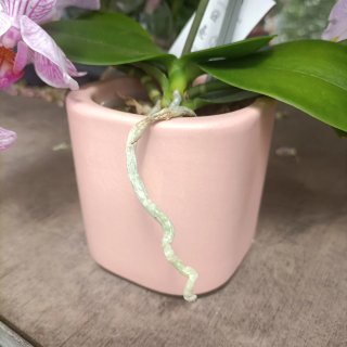Orchidea Amorosso Vaso Ceramica Rosa