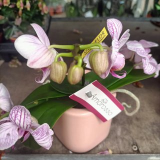 Orchidea Amorosso Vaso Ceramica Rosa