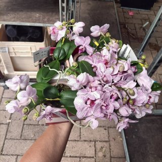 Orchidea Amorosso Vaso Ceramica Rosa