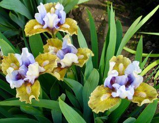 set Iris pumila mix 5 rizomi