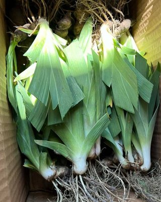 set Iris pumila mix 5 rizomi