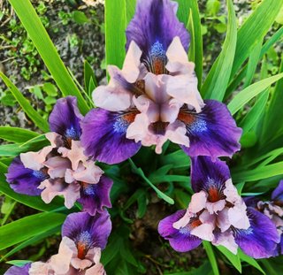set Iris pumila mix 5 rizomi