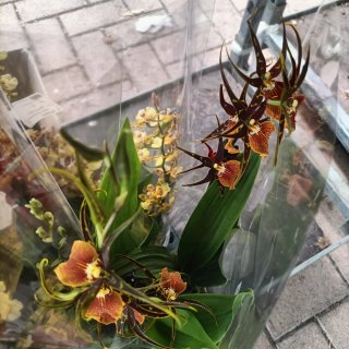 Orchidea Cambria 2 Rami