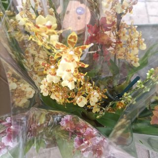 Orchidea Cambria 2 Rami