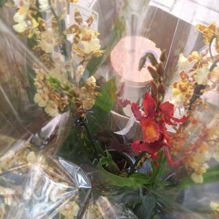 Orchidea Cambria 2 Rami
