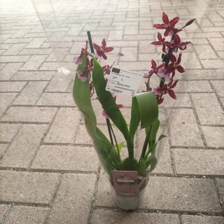 Orchidea Cambria 2 Rami