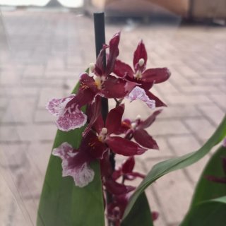 Orchidea Cambria 2 Rami