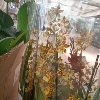 Orchidea Cambria 2 Rami