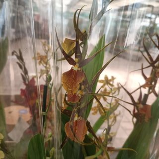 Orchidea Cambria 2 Rami