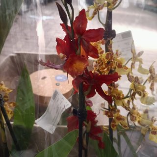 Orchidea Cambria 2 Rami