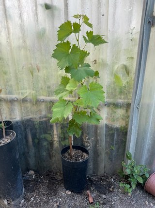 Parras Moscatel