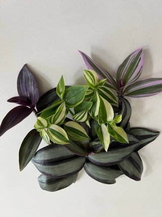 Set 20 Tradescantia mix rare