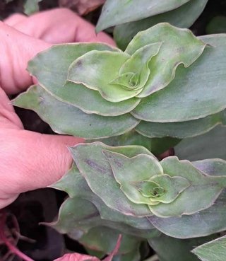 Set 20 Tradescantia mix rare