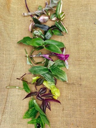 Set 20 Tradescantia mix rare
