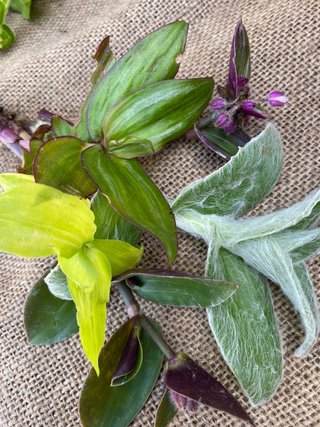 Set 20 Tradescantia mix rare